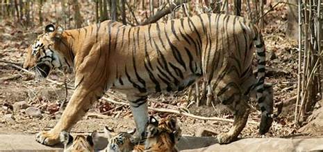 Guru Ghasidas-Tamor Pingla Declared as India’s 56th Tiger Reserve in Chhattisgarh